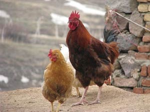 هشدار دامپزشکی نسبت به خرید طیور زنده