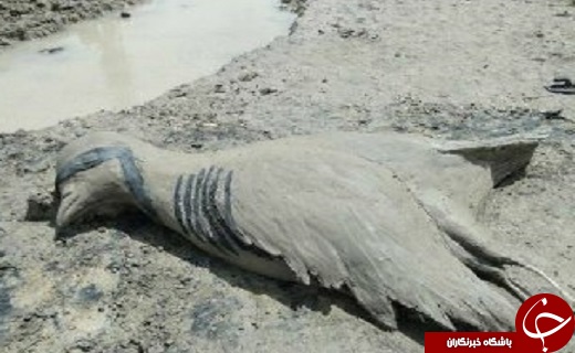 ساخت مجسمه در تالاب کجور + تصاویر