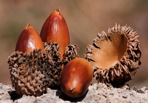 نجات باغبان زاگرس از چنگال شکارچیان