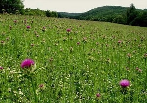 کشت گیاهان دارویی در اراضی پارس آباد