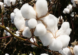 مرگ تدریجی تولید پنبه