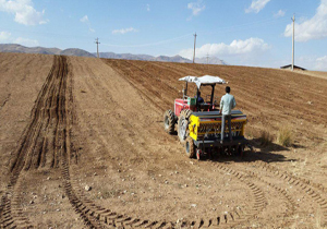 کشت مکانیزه موسیر در شهرستان اردل