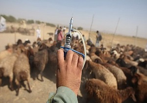 کمبود بودجه سازمان دامپزشکی کشور در زمینه واکسیناسیون تب برفکی