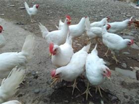 معدوم شدن 2 هزار قطعه طیور محلی  در صومعه سرا