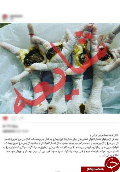 پشت پرده خبر بیماری &laquo;جذام مرغی&raquo; در کشور +عکس