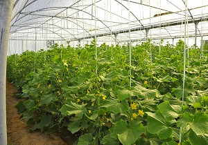 توسعه کشت گلخانه ای از اولویت های مهم استان