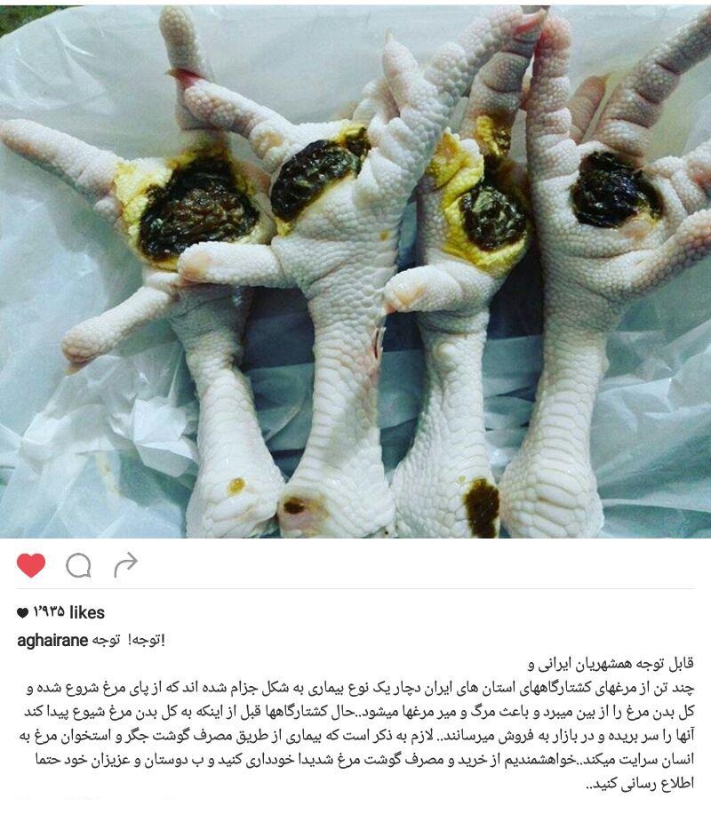 بیماری جزام پای پرندگان تاکنون در کشور مشاهده نشده است