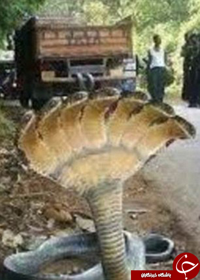 عکس&zwnj;های دروغین فضای مجازی