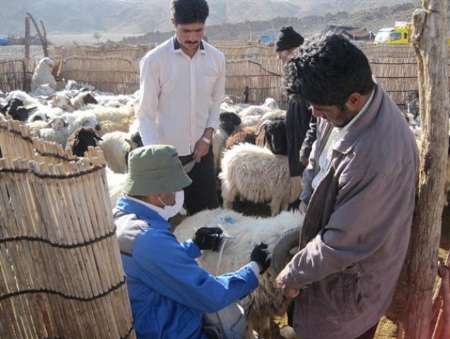 مرحله سوم واکسیناسیون دامها