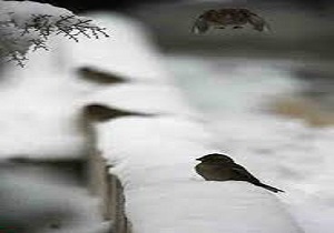 در این روزهای برفی هوای پرندگان را داشته باشیم