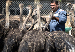 برگزاری کارگاه پرورش طیور