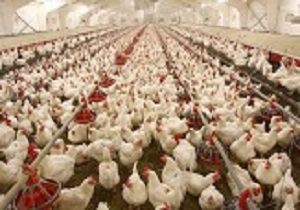 ۲۶ مرغداری در قم درگیر آنفلوآنزای مرغی هستند