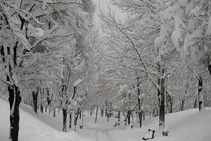 تهران امشب چند درجه سرد می شود؟
