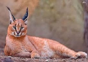 رهاسازی شکارچی طیور روستاییان بیارجمند