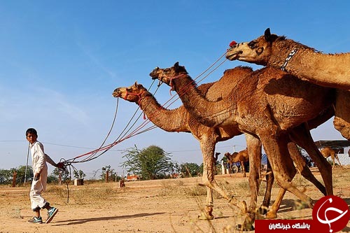 از خودروی زرهی ساخته شده به دست داعش تا اقامه نماز در فرودگاه نیویورک////////////////////////