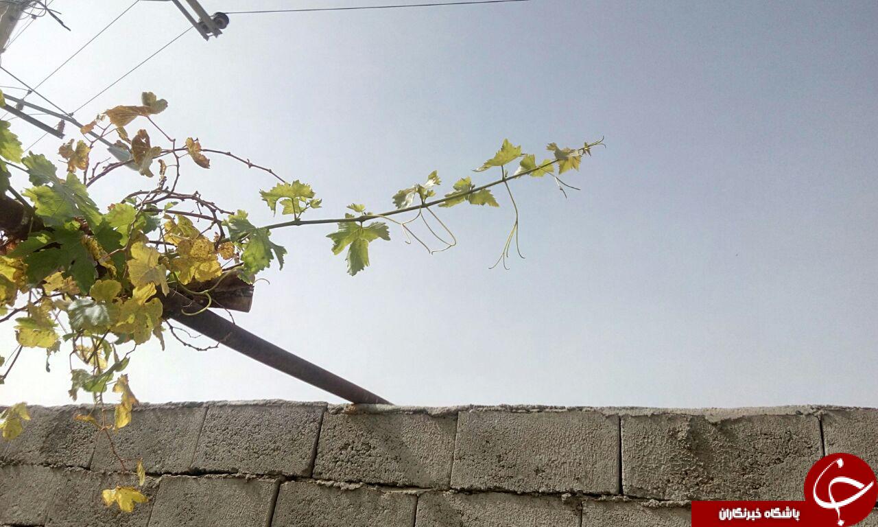 میوه دادن درخت انگور در فصل زمستان + تصاویر