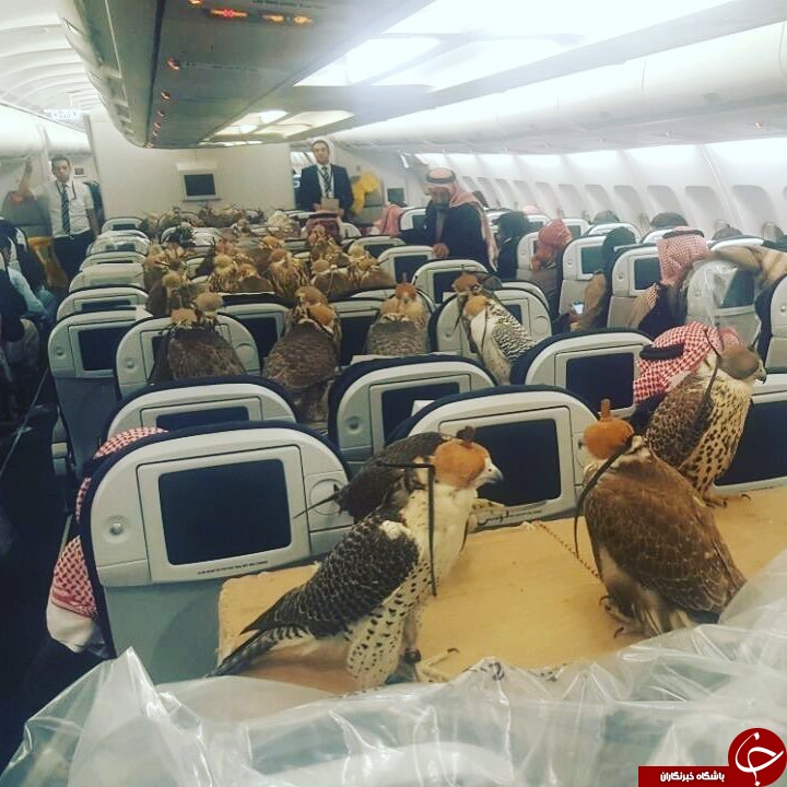 شاهین