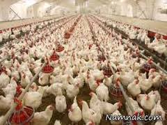 اقدامات کنترل و پیشگیری آنفلونزای طیور در آذربایجان غربی