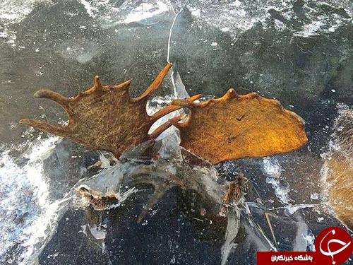 یخ زدن دو گوزن در مسیر مهاجرت+ تصاویر////////////