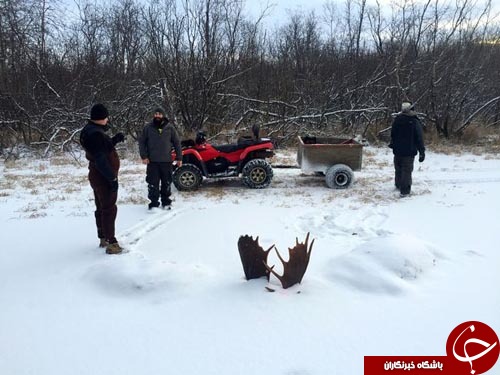 یخ زدن دو گوزن در مسیر مهاجرت+ تصاویر////////////