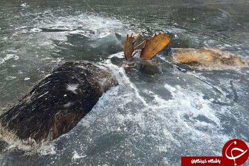 یخ زدن دو گوزن در مسیر مهاجرت+ تصاویر////////////