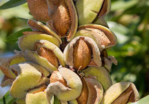 تقویم کاری محصول بادام تدوین می شود
