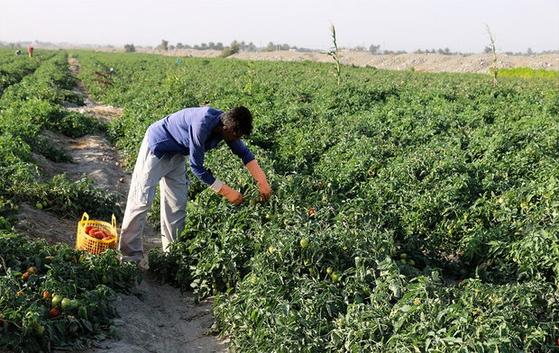 خطر سرمازدگی محصولات کشاورزی در استان بوشهر