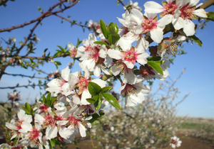 کارگاه آموزشی گرده افشانی در باغات بادام برگزار شد