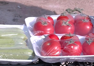 کشت محصولات کشاورزی سالم در بوشهر + فیلم