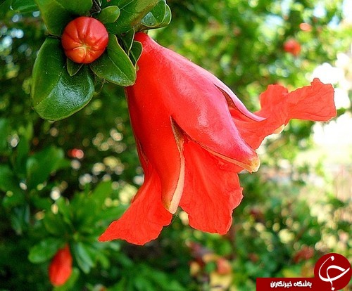 با شکوفه انار دیابت خود را کنترل کنید