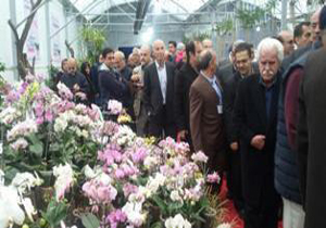 پیچیدن عطر ارکیده در زمستان نوشهر