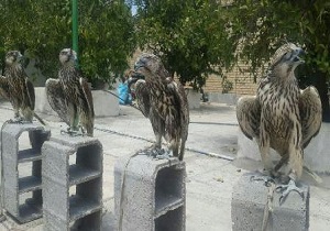 کشف پرندگان شکاری