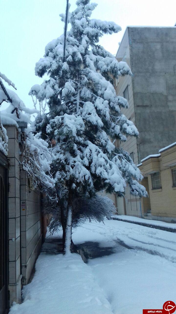 تصاویری زیبای از خیابان های برفی مشهد