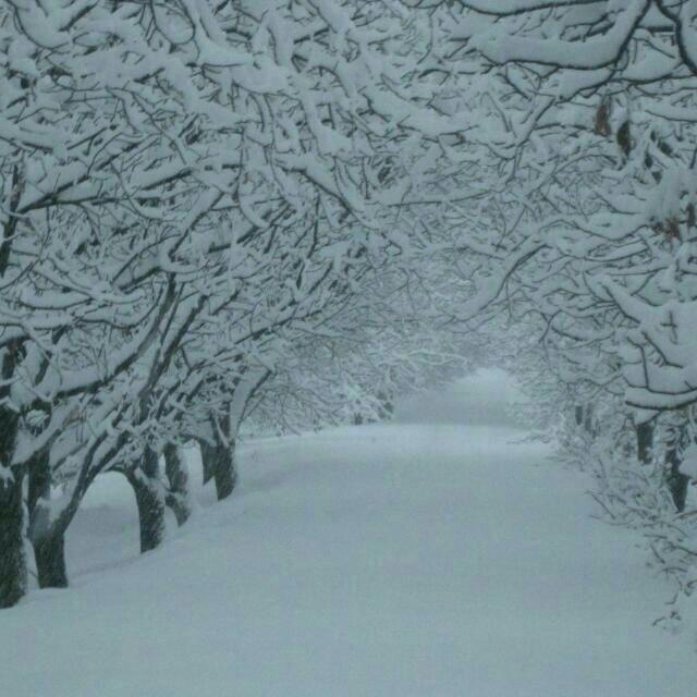 بارش نخستین باران زمستانی در بم
