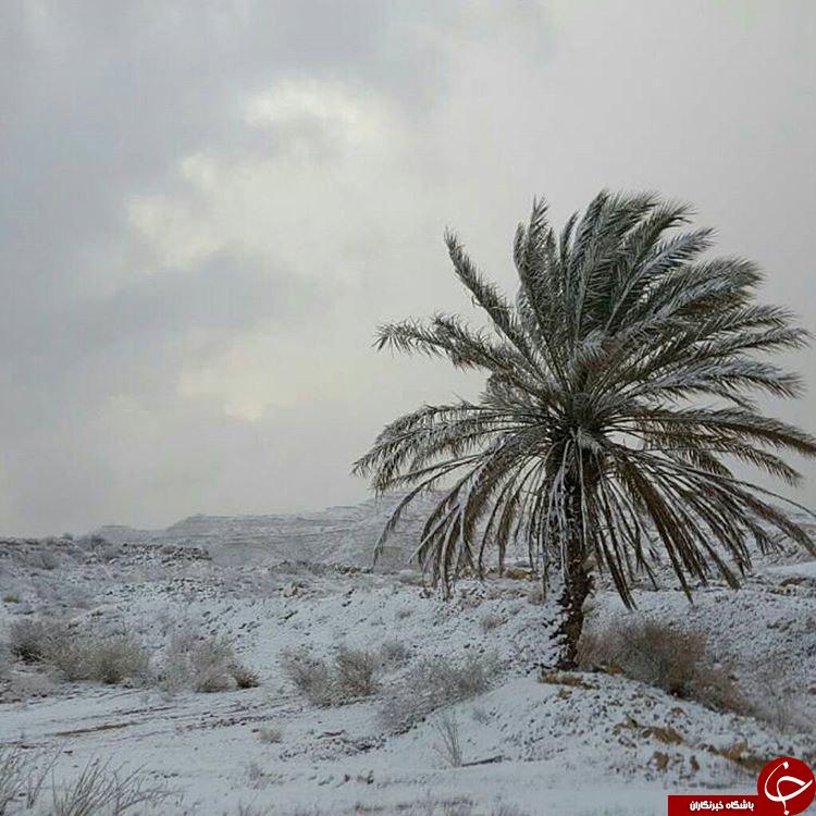 جامه سفید بر تن بوشهر + تصاویر