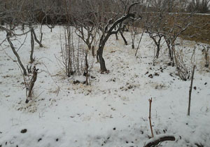 بارش رحمت الهی در روستای بهاباد + تصاویر