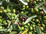 تکمیل و تجهیز بزرگ&lrm;ترین کلکسیون ارقام زیتون خاورمیانه در طارم