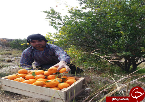 برداشت نارنگی در سیاهو +تصاویر