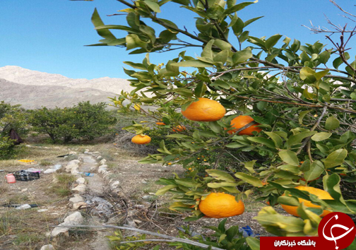 برداشت نارنگی در سیاهو +تصاویر