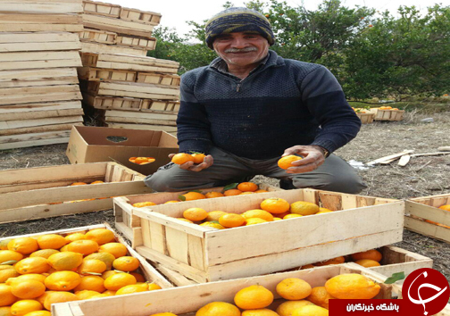 برداشت نارنگی در سیاهو +تصاویر