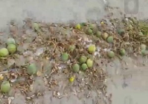 سرمازدگی صیفی جات کشاورزان دهرم + تصاویر