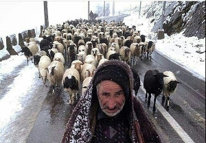 برف گریبان عشایر مناطق کوهستانی دزفول را گرفت