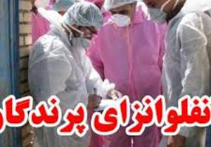 تلف شدن8 کلاغ درشهرستان فلاورجان