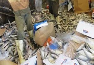 معدوم کردن ماهی غیر بهداشتی در آبادان
