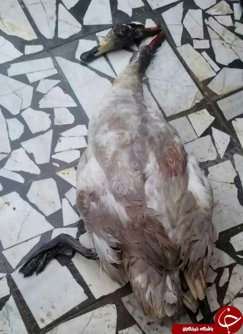 شکارچیان متخلف در دام قانون