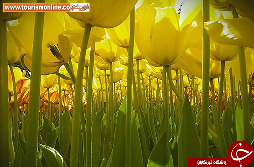 برندگان جوایز بین المللی مسابقه عکاسی عکاسان کوچک نشنال جئوگرافیک/عکاسان کوتاه قامت بلند نظر!