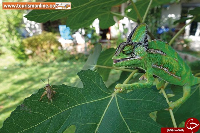 برندگان جوایز بین المللی مسابقه عکاسی عکاسان کوچک نشنال جئوگرافیک/عکاسان کوتاه قامت بلند نظر!
