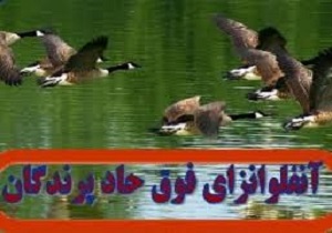 آشنایی بابیماری آنفلوانزای فوق حاد پرندگان