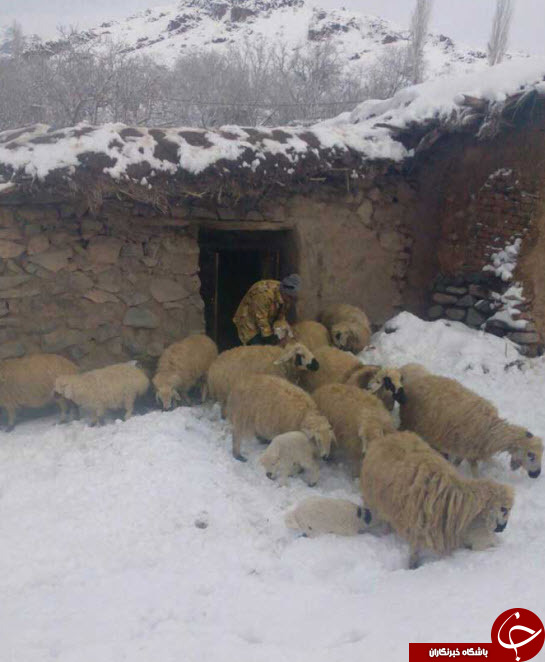 طبیعت زیبای برفی رابر + تصاویر