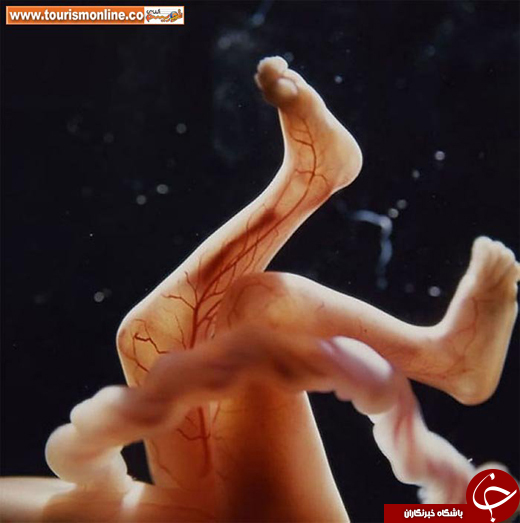 یکی از بهترین مجموعه عکسهای دنیا
